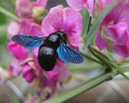 xylocopa-violacea-holzbiene-fabian-von-mentlen-4